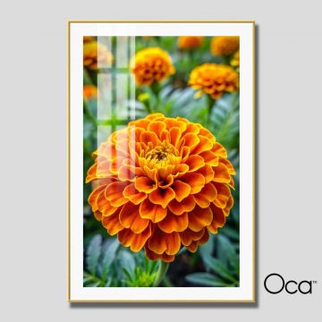 Khóm hoa Đồng Tiền | Mã T0503 | Oca